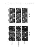 POLYMERIC NANOCARRIERS WITH LINEAR DUAL RESPONSE MECHANISM diagram and image