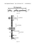 COMPOSITIONS COMPRISING ANGIOGENIC FACTORS AND METHODS OF USE THEREOF diagram and image