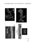 COMPOSITIONS COMPRISING ANGIOGENIC FACTORS AND METHODS OF USE THEREOF diagram and image