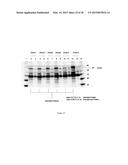 COMPOSITIONS COMPRISING ANGIOGENIC FACTORS AND METHODS OF USE THEREOF diagram and image