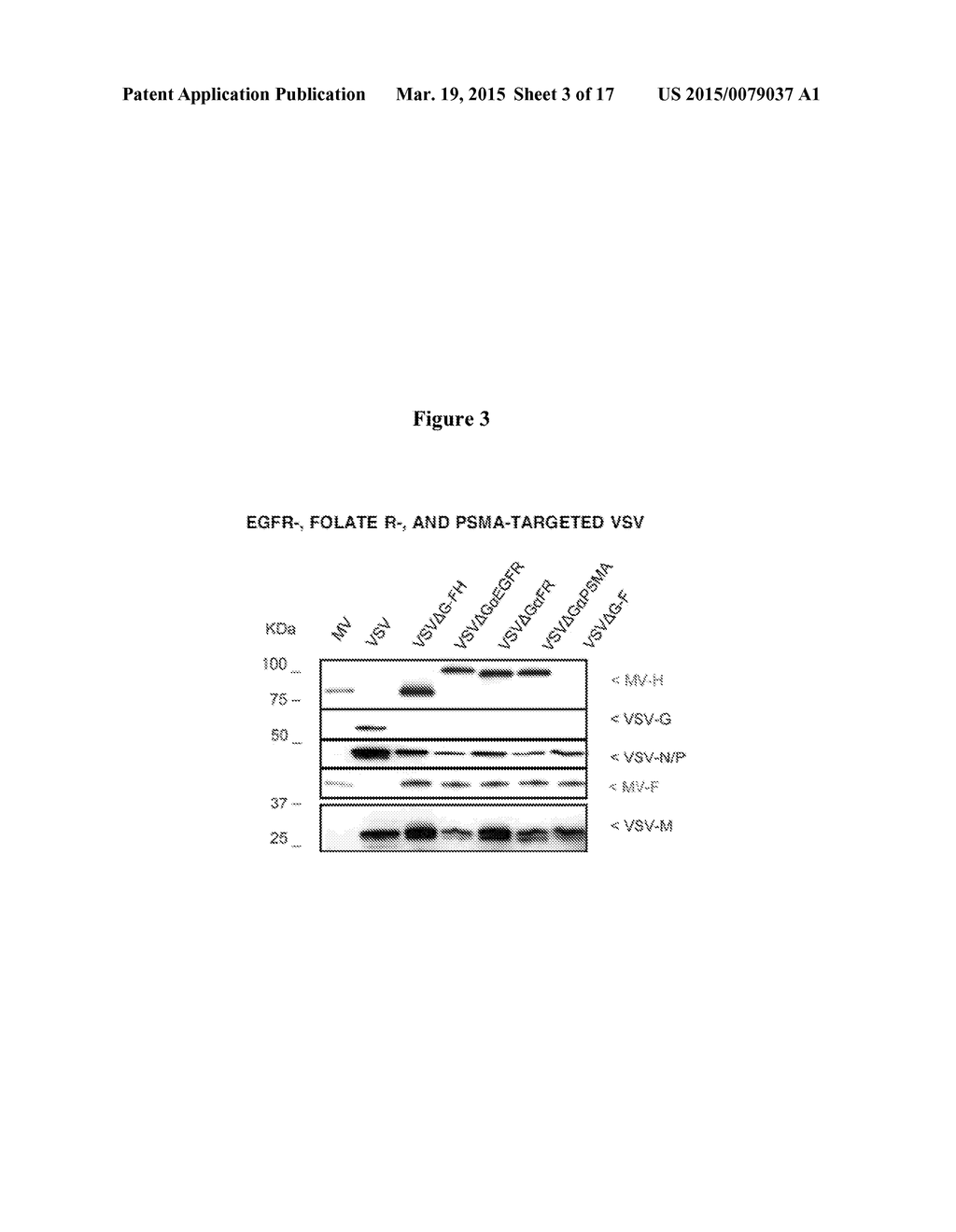 REPLICATION-COMPETENT VESICULAR STOMATITIS VIRUSES - diagram, schematic, and image 04