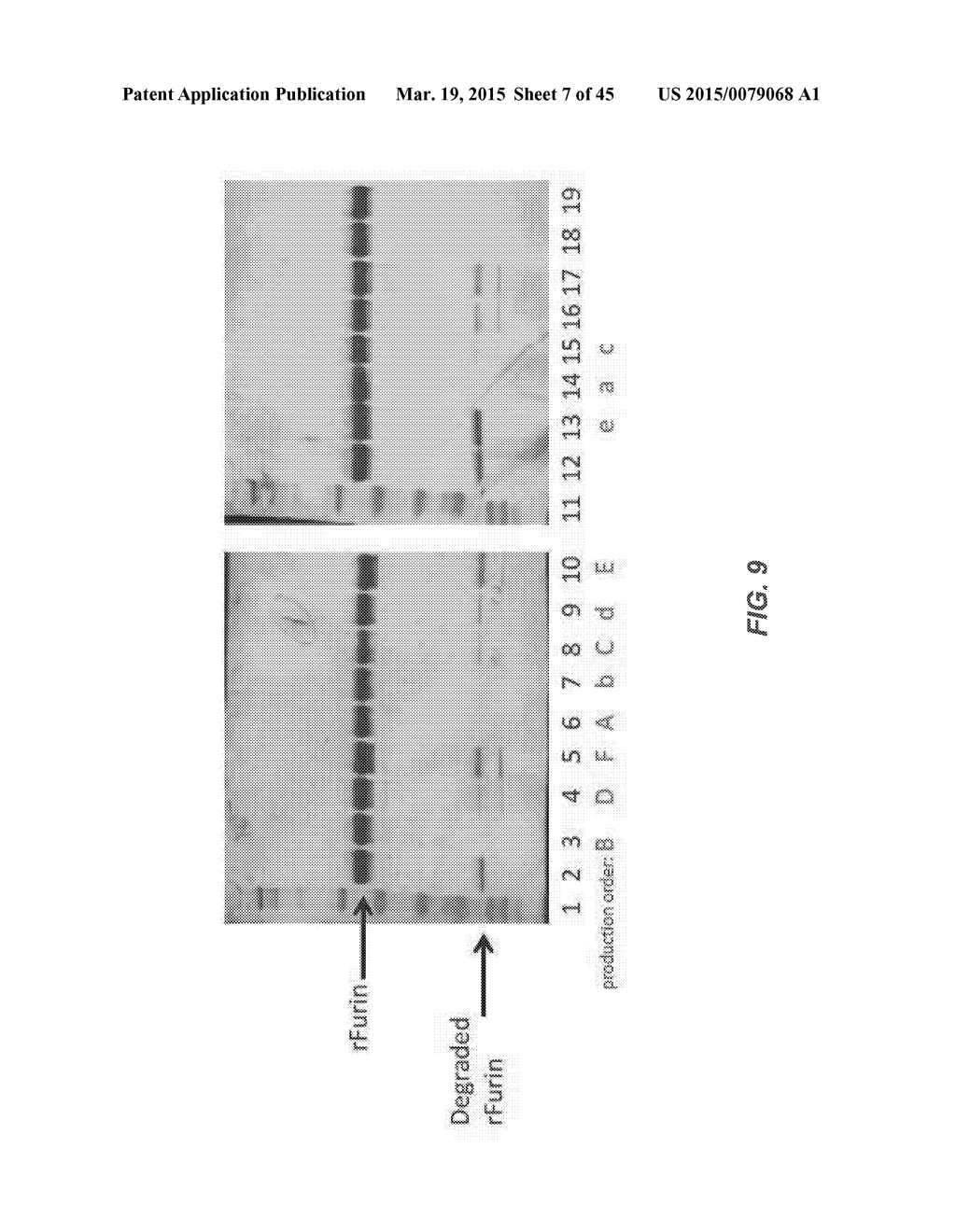 FORMULATIONS OF RECOMBINANT FURIN - diagram, schematic, and image 08