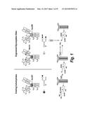 HYPERGLYCOSYLATED BINDING POLYPEPTIDES diagram and image