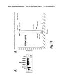 HYPERGLYCOSYLATED BINDING POLYPEPTIDES diagram and image