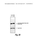 HYPERGLYCOSYLATED BINDING POLYPEPTIDES diagram and image