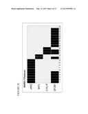 MUTANT CALRETICULIN FOR THE DIAGNOSIS OF MYELOID MALIGNANCIES diagram and image