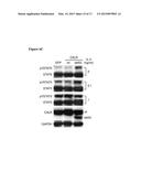 MUTANT CALRETICULIN FOR THE DIAGNOSIS OF MYELOID MALIGNANCIES diagram and image