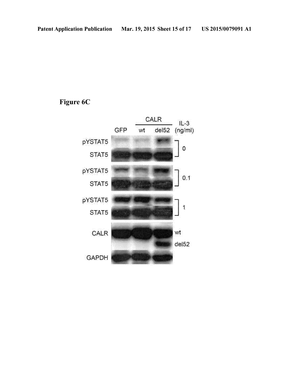 MUTANT CALRETICULIN FOR THE DIAGNOSIS OF MYELOID MALIGNANCIES - diagram, schematic, and image 16