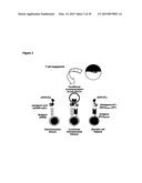 DUAL ANTIGEN-INDUCED BIPARTITE FUNCTIONAL COMPLEMENTATION diagram and image