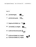 DUAL ANTIGEN-INDUCED BIPARTITE FUNCTIONAL COMPLEMENTATION diagram and image