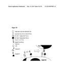 DUAL ANTIGEN-INDUCED BIPARTITE FUNCTIONAL COMPLEMENTATION diagram and image