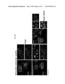 USE OF AN ANTI-ANG2 ANTIBODY diagram and image