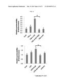 USE OF AN ANTI-ANG2 ANTIBODY diagram and image