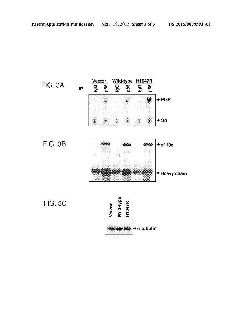 Mutations of the PIK3CA Gene in Human Cancers - diagram, schematic, and image 04