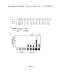 MODULAR DNA-BINDING DOMAINS AND METHODS OF USE diagram and image