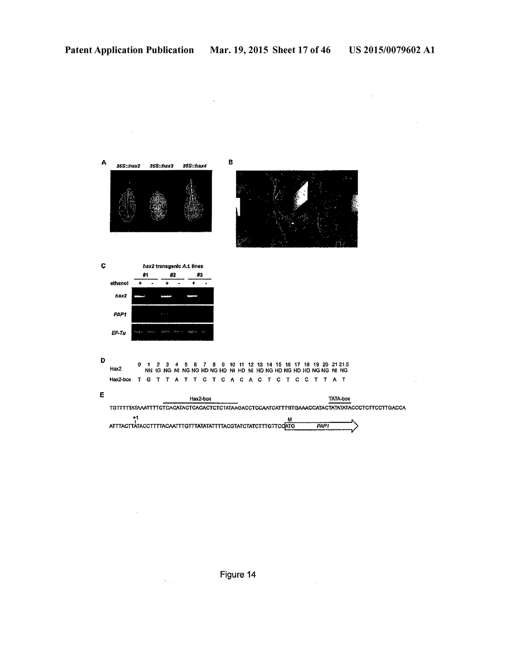 MODULAR DNA-BINDING DOMAINS AND METHODS OF USE - diagram, schematic, and image 18