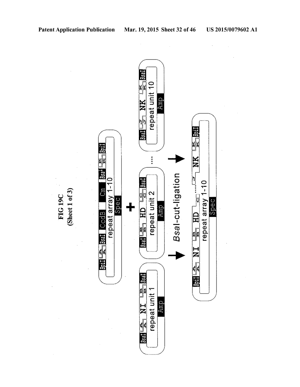 MODULAR DNA-BINDING DOMAINS AND METHODS OF USE - diagram, schematic, and image 33