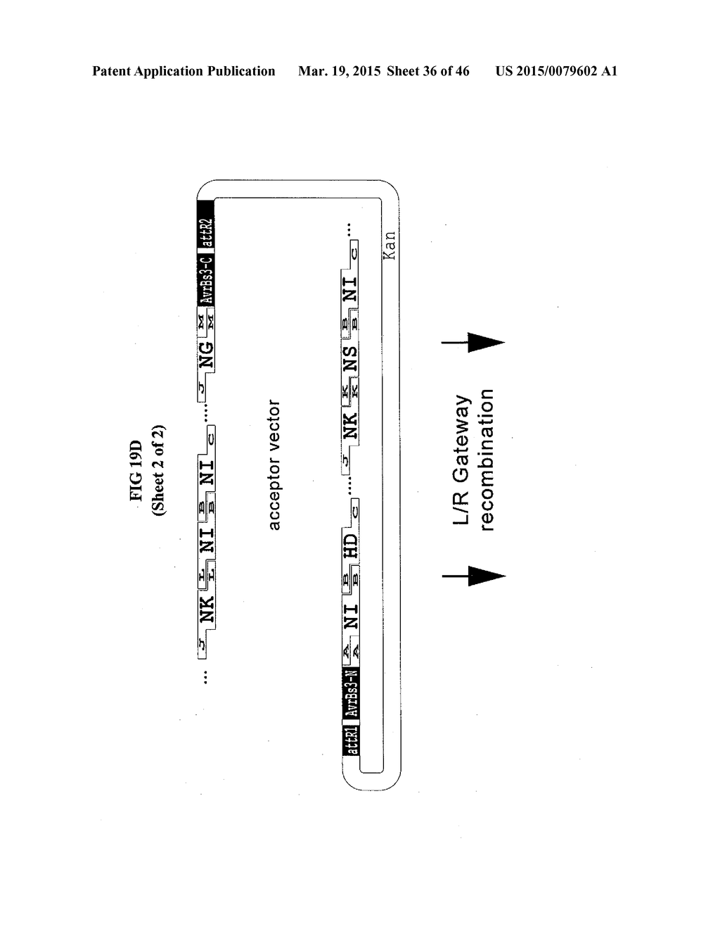 MODULAR DNA-BINDING DOMAINS AND METHODS OF USE - diagram, schematic, and image 37