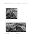 PORIFERA-BASED THERAPEUTIC COMPOSITIONS FOR TREATING AND PREVENTING SKIN     DISEASES diagram and image