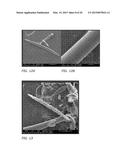 PORIFERA-BASED THERAPEUTIC COMPOSITIONS FOR TREATING AND PREVENTING SKIN     DISEASES diagram and image