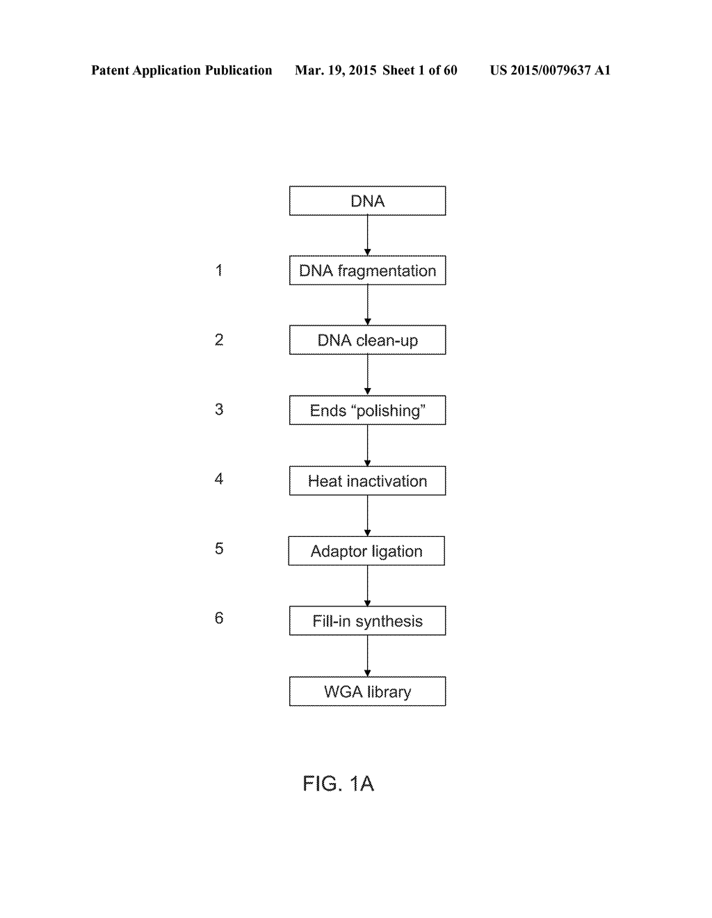 COMPOSITIONS AND METHODS FOR PROCESSING AND AMPLIFICATION OF DNA,     INCLUDING USING MULTIPLE ENZYMES IN A SINGLE REACTION - diagram, schematic, and image 02