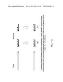 COMPOSITIONS AND METHODS FOR PROCESSING AND AMPLIFICATION OF DNA,     INCLUDING USING MULTIPLE ENZYMES IN A SINGLE REACTION diagram and image