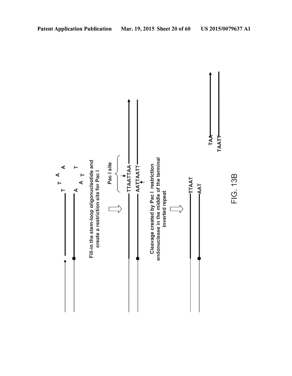 COMPOSITIONS AND METHODS FOR PROCESSING AND AMPLIFICATION OF DNA,     INCLUDING USING MULTIPLE ENZYMES IN A SINGLE REACTION - diagram, schematic, and image 21