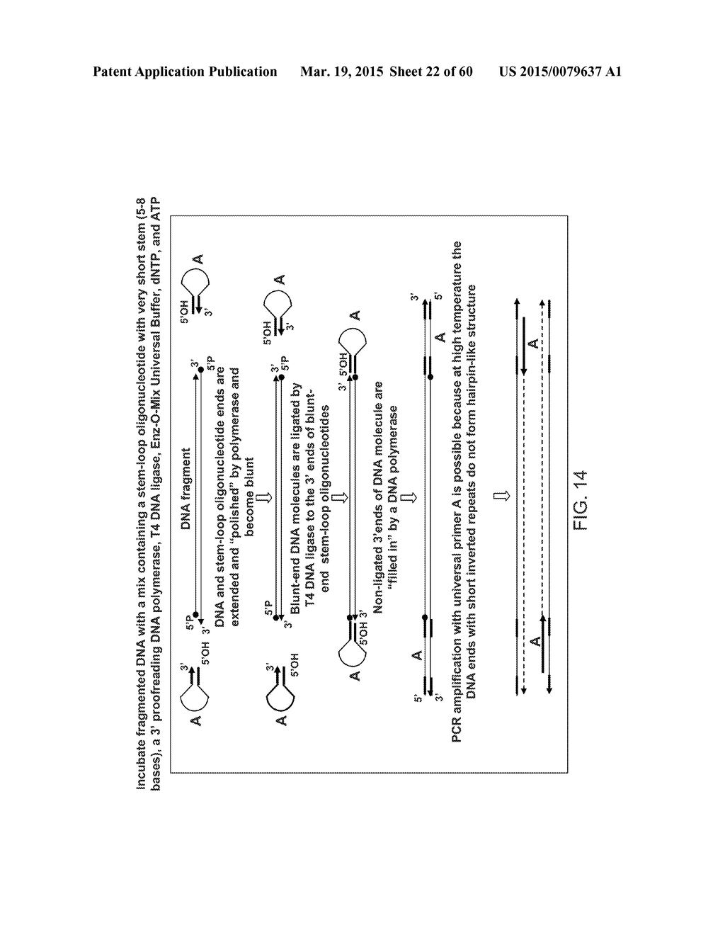 COMPOSITIONS AND METHODS FOR PROCESSING AND AMPLIFICATION OF DNA,     INCLUDING USING MULTIPLE ENZYMES IN A SINGLE REACTION - diagram, schematic, and image 23