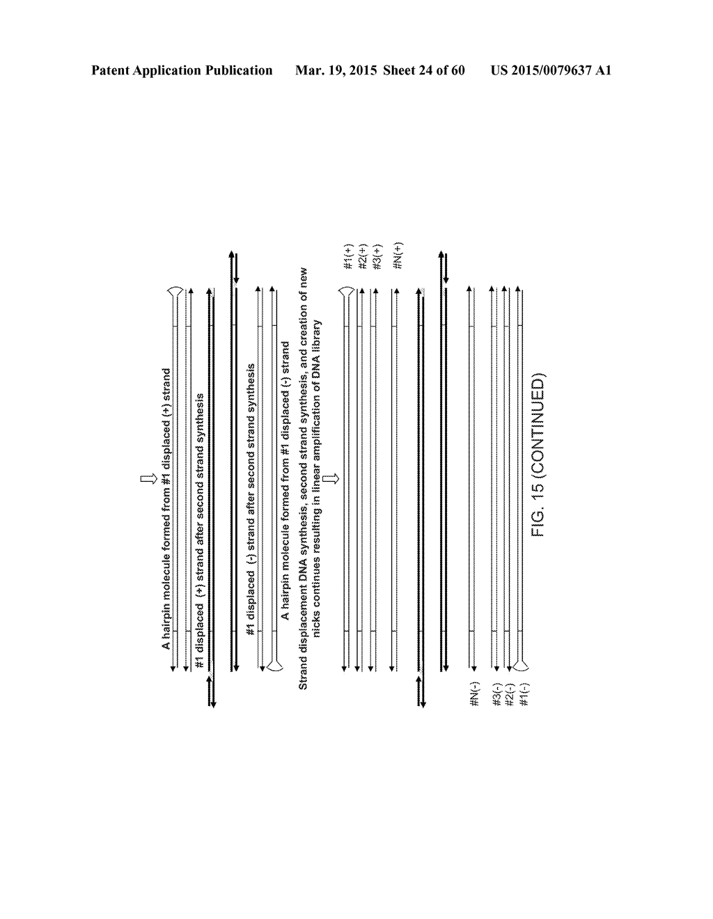 COMPOSITIONS AND METHODS FOR PROCESSING AND AMPLIFICATION OF DNA,     INCLUDING USING MULTIPLE ENZYMES IN A SINGLE REACTION - diagram, schematic, and image 25