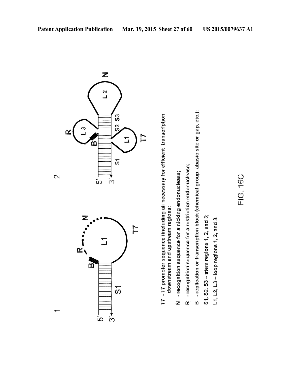 COMPOSITIONS AND METHODS FOR PROCESSING AND AMPLIFICATION OF DNA,     INCLUDING USING MULTIPLE ENZYMES IN A SINGLE REACTION - diagram, schematic, and image 28