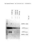 COMPOSITIONS AND METHODS FOR PROCESSING AND AMPLIFICATION OF DNA,     INCLUDING USING MULTIPLE ENZYMES IN A SINGLE REACTION diagram and image