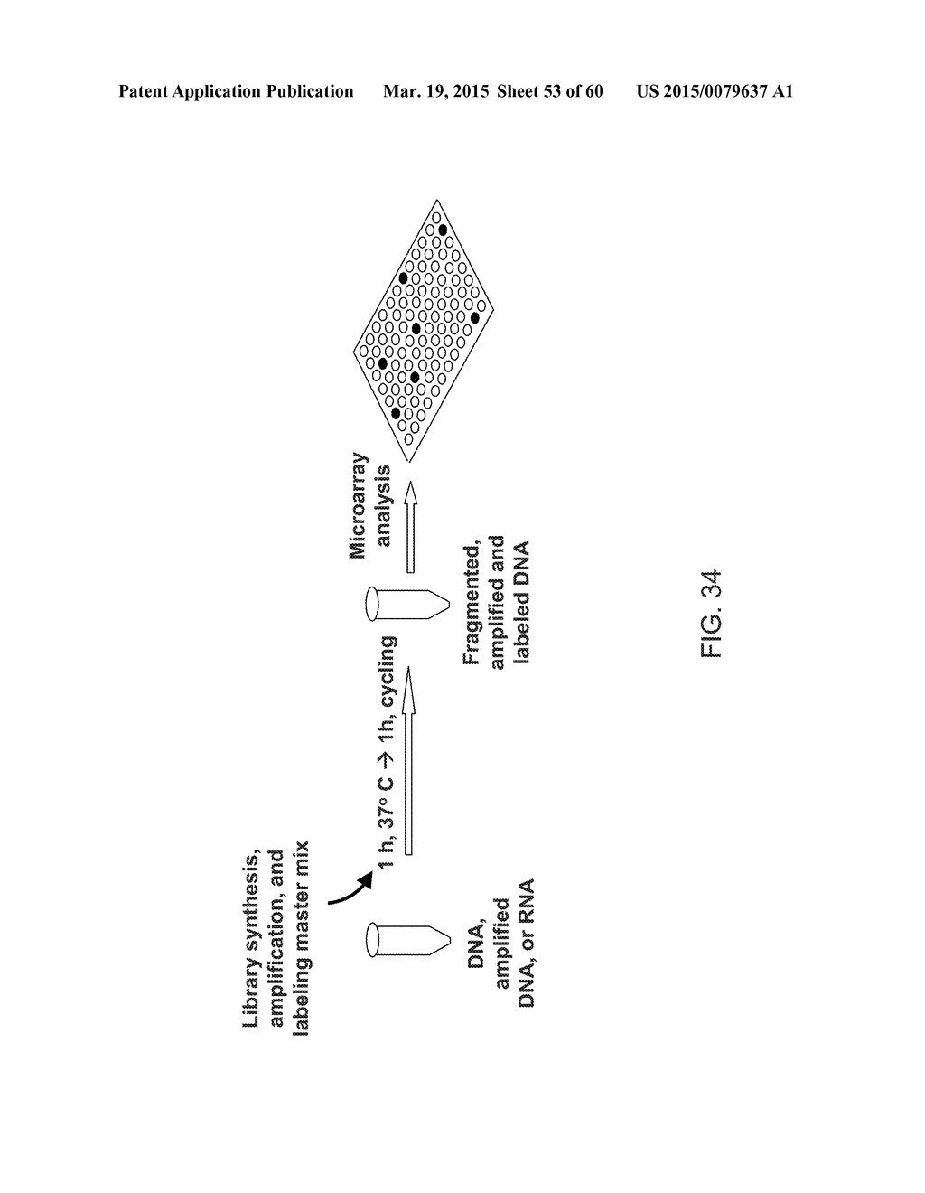 COMPOSITIONS AND METHODS FOR PROCESSING AND AMPLIFICATION OF DNA,     INCLUDING USING MULTIPLE ENZYMES IN A SINGLE REACTION - diagram, schematic, and image 54
