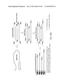 COMPOSITIONS AND METHODS FOR PROCESSING AND AMPLIFICATION OF DNA,     INCLUDING USING MULTIPLE ENZYMES IN A SINGLE REACTION diagram and image