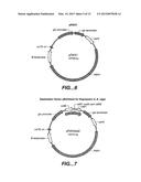 VARIANT HUMICOLA GRISEA CBH1.1 diagram and image