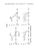 Cancer Specific Mitotic Network diagram and image