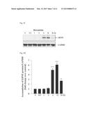 Memantine Protects Inflammation-Related Degeneration of Dopamine Neurons     Through Inhibition of Over-Activated Microglia and Release of     Neurotrophic Factors From Astroglia diagram and image