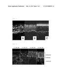 LYSINE OLIGOMER DERIVATIVE AND CARTILAGE TISSUE MARKER MADE THEREOF diagram and image