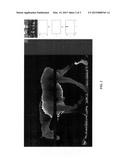 System for Detecting Lameness in Sport Horses and other Quadrupeds diagram and image