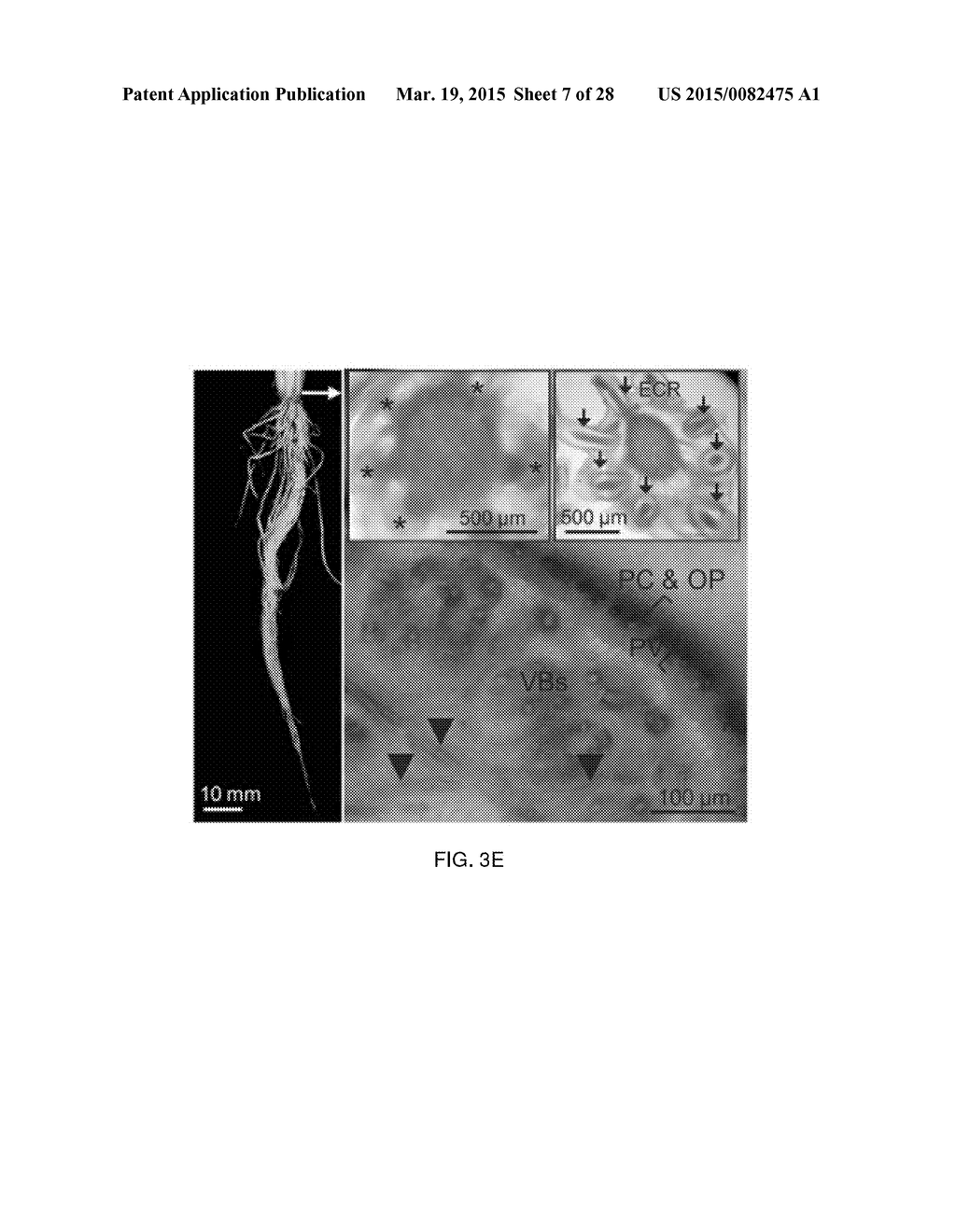 Root Growth, Nutrient Uptake, and Tolerance of Phosphorus Deficiency in     Plants and Related Materials and Methods - diagram, schematic, and image 08