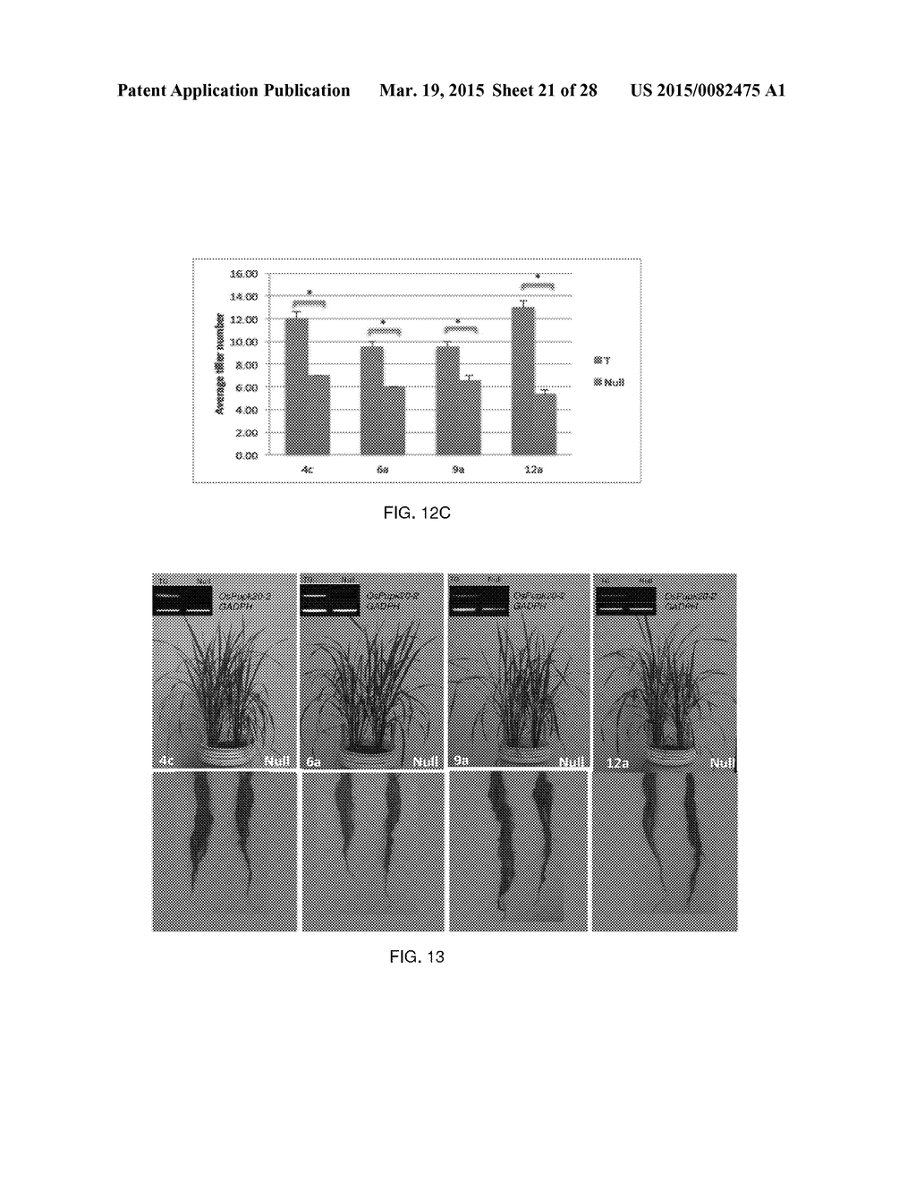 Root Growth, Nutrient Uptake, and Tolerance of Phosphorus Deficiency in     Plants and Related Materials and Methods - diagram, schematic, and image 22