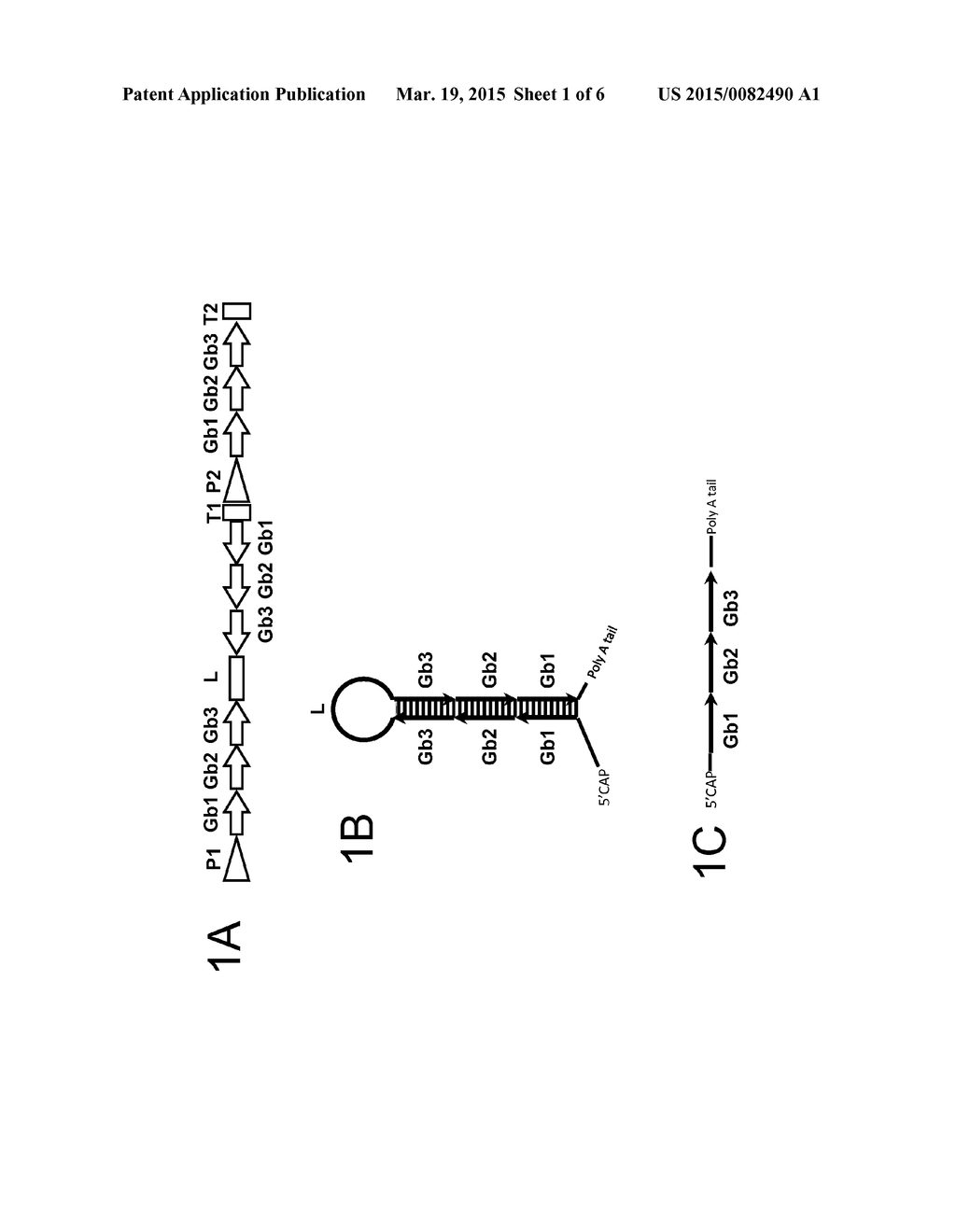 Glycaspis Brimblecombei Control Agents - diagram, schematic, and image 02