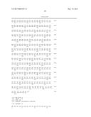 RNAi FOR THE CONTROL OF FUNGI AND OOMYCETES BY INHIBITING SACCHAROPINE     DEHYDROGENASE GENE diagram and image