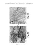 HIGH SURFACE AREA NANO-STRUCTURED GRAPHENE COMPOSITES AND CAPACITIVE     DEVICES INCORPORATING THE SAME diagram and image