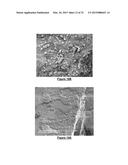 ADSORBENT AGENT, COMPOSITION FOR BIOFLOTATION AND BIOFLOTATION PROCESS     FROM APATITE-QUARTZ SYSTEM diagram and image