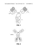 BISPECIFIC ANTIBODIES AND METHODS OF USING THE SAME diagram and image