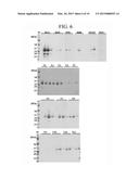 POLYPEPTIDE BINDING TO ANNEXIN A1 AND USE THEREOF diagram and image