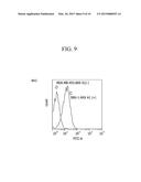 POLYPEPTIDE BINDING TO ANNEXIN A1 AND USE THEREOF diagram and image