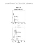 POLYPEPTIDE BINDING TO ANNEXIN A1 AND USE THEREOF diagram and image