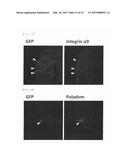 NOVEL INTEGRIN alpha9 beta1 LIGAND AND USES THEREOF diagram and image