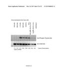 ANTI-CD22 ANTIBODIES diagram and image